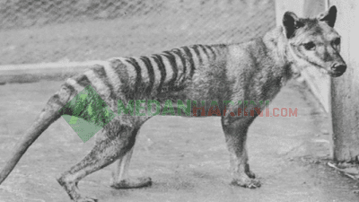 Harimau Tasmania