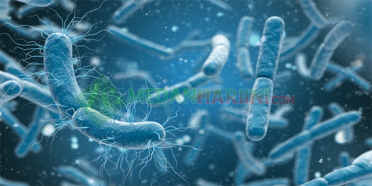 Ilustrasi bakteri (Freepik)
