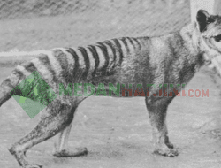 Harimau Tasmania Bakal “Dihidupkan”